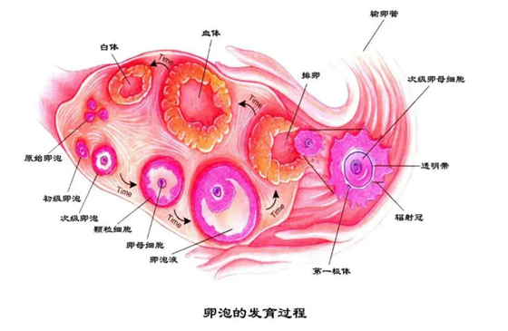 促卵泡生成素到底是什么东西呢？