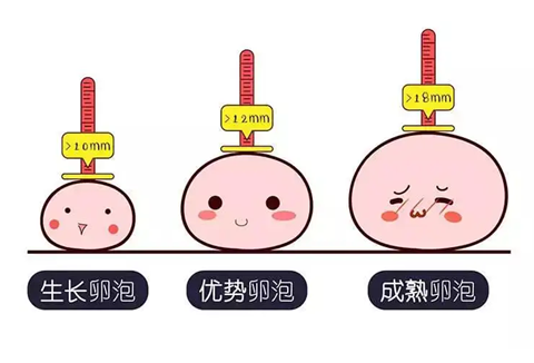 卵泡很差应该怎么调理？