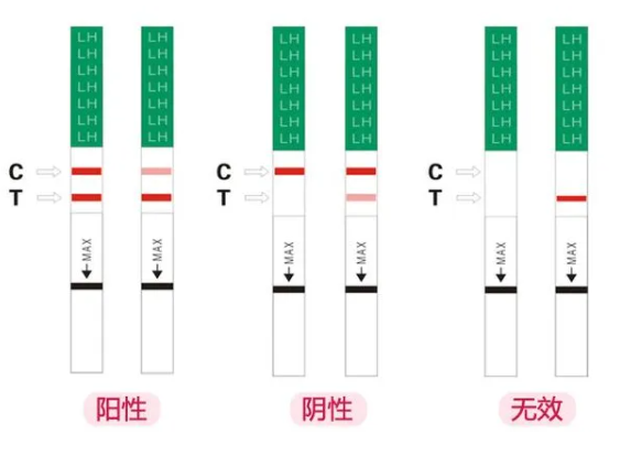 排卵试纸为什么不能用晨尿？