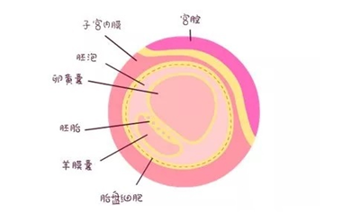 什么是卵黄囊?孕囊多大没卵黄囊放弃呢?