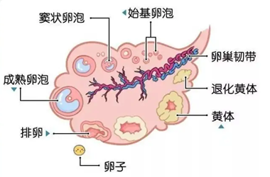 5个基础卵泡最多可以促几个？