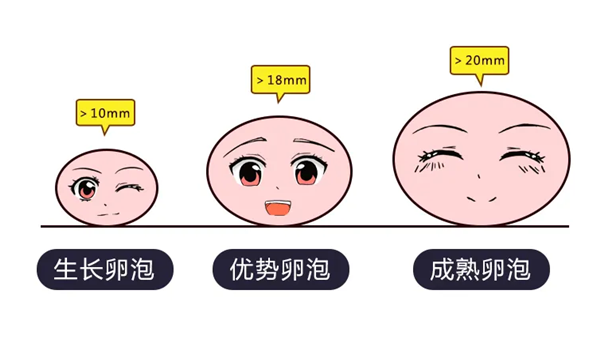 只用一招，就能养出好的卵泡