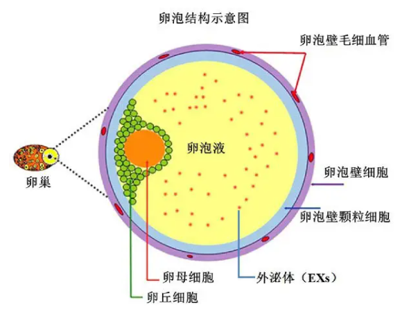 孕育卵子成长的摇篮的卵泡会怎么样呢?会排出身体还是逐渐消失呢?