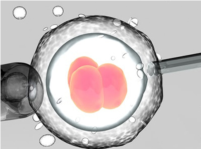 医治完毕后一般能取几个卵泡用于试管体外胚胎培育呢?