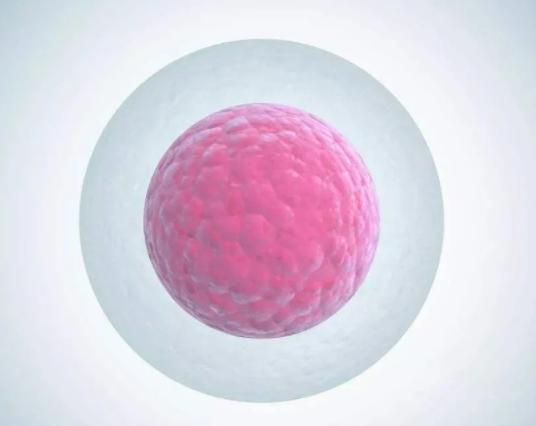 不同胚胎等级所对应的胚胎质量有什么意义？