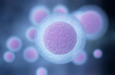 雷帕霉素靶蛋白在卵泡发育和昼夜节律中的研究