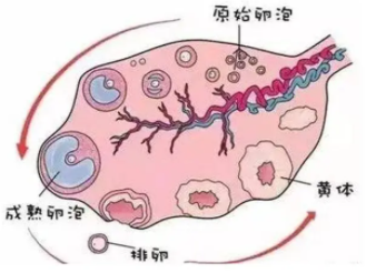 基础卵泡越多越好吗？多少个算正常？