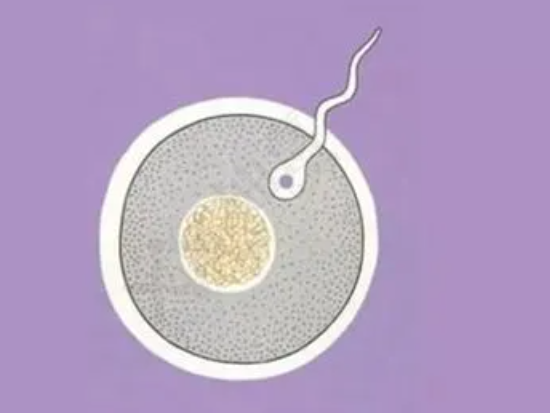 卵泡成熟不排卵是什么原因造成的呢？