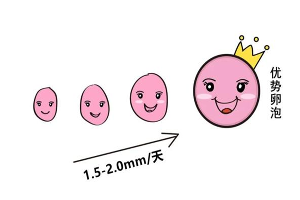 卵泡和血值不匹配对卵子质量有一定影响
